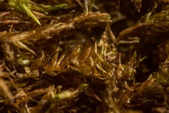 Sarmentypnum sarmentosum