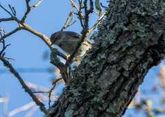 Setophaga coronata coronata