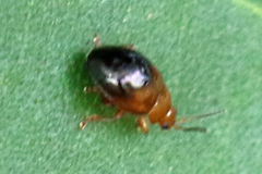 Nisotra bicolorata