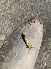 Danaus plexippus