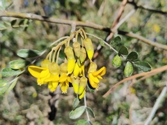 Sophora chrysophylla