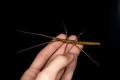 Spinoparapachymorpha