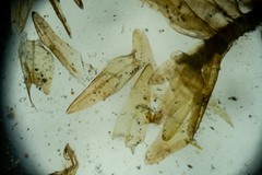 Sarmentypnum sarmentosum