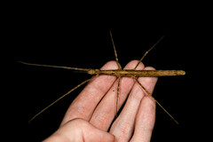 Spinoparapachymorpha