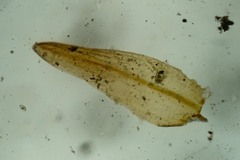 Sarmentypnum sarmentosum