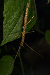 Spinoparapachymorpha