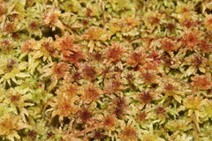 Sphagnum