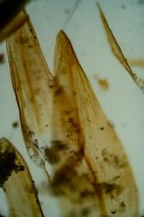 Sarmentypnum sarmentosum