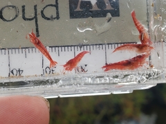 Halocaridina rubra