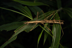 Spinoparapachymorpha spinosa