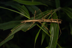 Spinoparapachymorpha spinosa