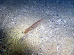 Alloteuthis subulata