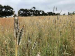 Dichanthium sericeum
