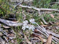 Xanthosia atkinsoniana