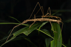 Spinoparapachymorpha spinosa