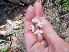 Xanthosia atkinsoniana
