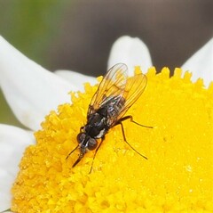 Limnophora