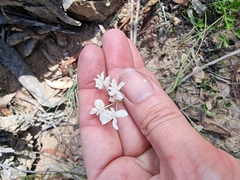 Xanthosia atkinsoniana