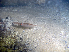 Alloteuthis subulata