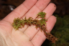 Sphagnum