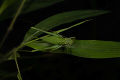 Mecopodinae