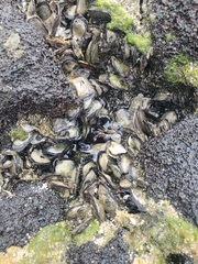 Isognomon californicus