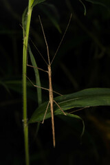 Sipyloidea