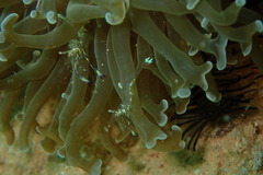 Ancylomenes holthuisi