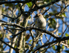 Setophaga coronata coronata