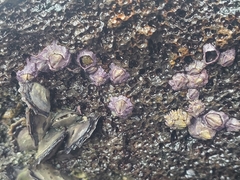 Nesochthamalus intertextus