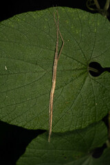 Sipyloidea