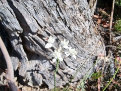 Xanthosia atkinsoniana