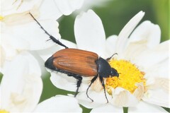 Phyllotocus macleayi