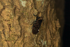 Penthicodes atomaria