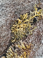 Ahnfeltiopsis concinna