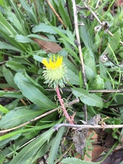 Grindelia camporum