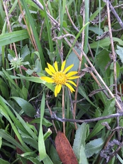 Grindelia camporum
