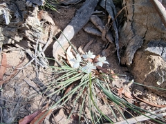 Xanthosia atkinsoniana