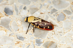 Phymatostetha rufolimbata