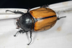 Eupatorus gracilicornis
