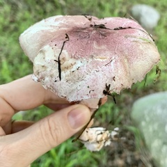 Lepiota decorata