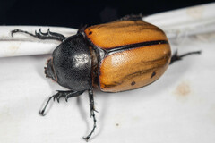 Eupatorus gracilicornis