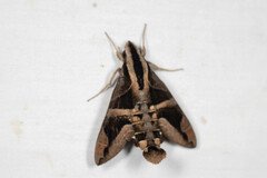Macroglossum mitchellii
