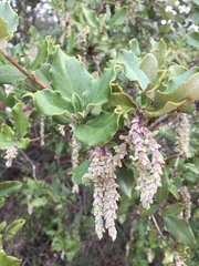 Garrya elliptica