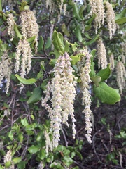 Garrya elliptica