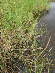 Paspalum vaginatum