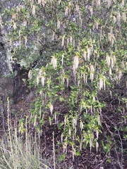 Garrya elliptica