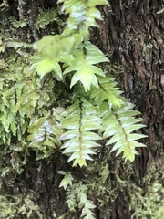 Cyathophorum bulbosum