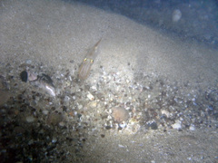 Alloteuthis subulata