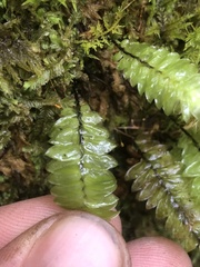 Cyathophorum bulbosum